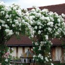 10 Seeds Climbing White Rose Seeds Flower Bush Perennial Bloom Shrub Flowers (Seeds)