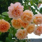 10 Seeds Climbing Double Orange Rose Seeds Flower Bush Perennial Shrub Flowering (Seeds)