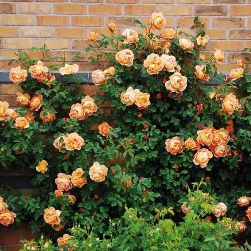 10 Seeds Climbing Light Orange Rose Seeds Flower Bush Perennial Shrub Flowers (Seeds)