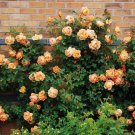 10 Seeds Climbing Light Orange Rose Seeds Flower Bush Perennial Shrub Flowers (Seeds)