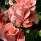 10 Seeds Salmon Rose Seeds Flower Bush Perennial Shrub Flowers (Seeds)