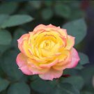 10 Seeds Yellow Pink Rose Seeds Flower Bush Perennial Shrub Flowers (Seeds)