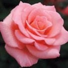 10 Seeds Light Pink Rose Seeds Flower Bush Perennial Shrub Flowers (Seeds)