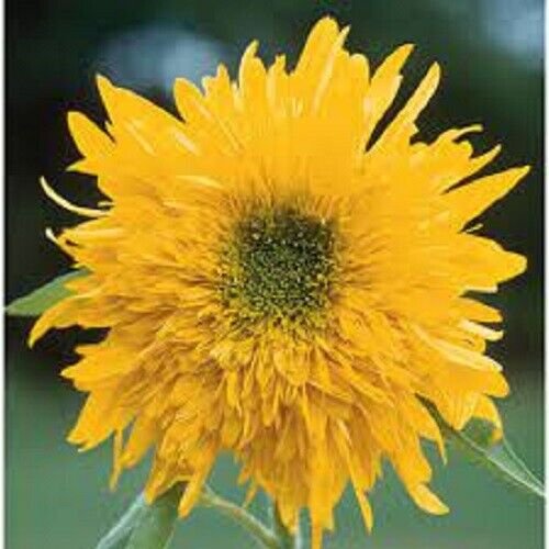 25 Seeds Double Quick Sunflower Seeds Flowers Seed Flower Perennial Sun Bloom (Seeds)