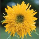 25 Seeds Double Quick Sunflower Seeds Flowers Seed Flower Perennial Sun Bloom (Seeds)