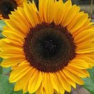 25 Seeds ProCut Horizon Sunflower Seeds Flowers Seed Flower Perennial Sun Bloom (Seeds)