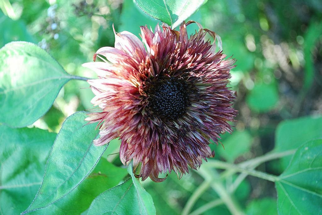 25 Seeds Double Dandy Sunflower Seeds Flowers Seed Flower Perennial Sun Bloom (Seeds)