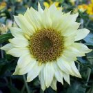 25 Seeds Moonshadow Sunflower Seeds Flowers Seed Flower Perennial Sun Bloom (Seeds)