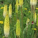 25 Seeds White Yellow Hot Poker Torch Lily Flower Seeds Perennial (Seeds)