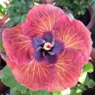 20 Seeds Pink Orange Hibiscus Seeds Hardy Flower Garden Exotic Perennial (Seeds)