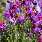 25 Seeds Old Spice Sweet Pea Seeds Flowers Seed Flower Annual Bee Butterfly (Seeds)