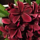 5 Seeds Deep Red Plumeria Seeds Plants Flower Flowers Perennial (Seeds)