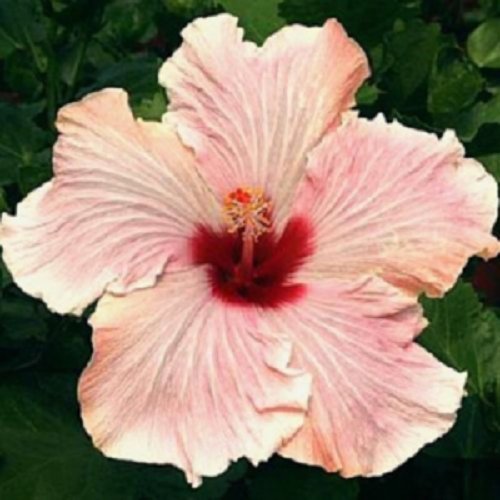 20 Seeds Light Pink Hibiscus Seeds Hardy Flower Garden Exotic Perennial (Seeds)