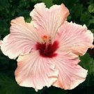 20 Seeds Light Pink Hibiscus Seeds Hardy Flower Garden Exotic Perennial (Seeds)