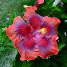 20 Seeds Red Pink Purple Hibiscus Seeds Flowers Flower Seed Perennial (Seeds)