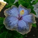20 Seeds Blue Silver Gray Hibiscus Seeds Flowers Flower Seed Perennial (Seeds)