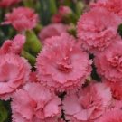 100 Seeds Pink Carnation Seeds Dianthus Flowers Seed Flower Perennial (Seeds)