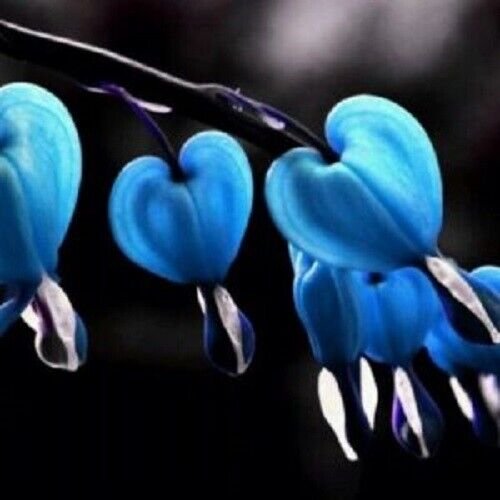 25 Seeds Blue Bleeding Heart Seeds Flowers Perennial Flower (Seeds)