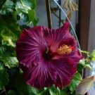 20 Seeds Dark Purple Hibiscus Seeds Flowers Flower Seed Perennial (Seeds)