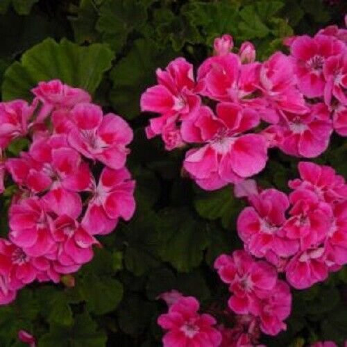 10 Seeds Bright Pink Geranium Seeds Hanging Basket Perennial Flowers (Seeds)