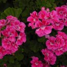 10 Seeds Bright Pink Geranium Seeds Hanging Basket Perennial Flowers (Seeds)