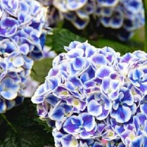 5 Seeds Mars Hydrangea Seeds Perennial Hardy Garden Shrub Bloom Flower (Seeds)