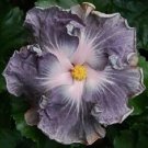 20 Seeds Silver White Hibiscus Seeds Flowers Flower Seed Perennial Bloom (Seeds)