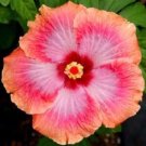 20 Seeds Pink Orange Hibiscus Seeds Flowers Flower Seed Perennial Bloom (Seeds)