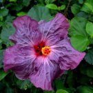 20 Seeds Purple Hibiscus Seeds Flowers Flower Seed Perennial Bloom (Seeds)
