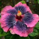20 Seeds Bright Pink Black Hibiscus Seeds Flowers Flower Seed Perennial Bloom (Seeds)