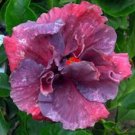 20 Seeds Double Purple Pink Hibiscus Seeds Flowers Flower Seed Perennial Bloom (Seeds)