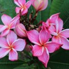 5 Seeds Orange Pink Plumeria Seeds Plants Flower Flowers Perennial (Seeds)