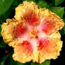 20 Seeds Yellow Red Seeds Flowers Flower Seed Perennial Bloom (Seeds)