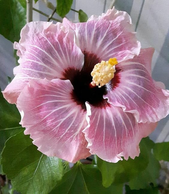 20 Seeds Light Pink Hibiscus Seeds Flowers Flower Seed Perennial Bloom (Seeds)