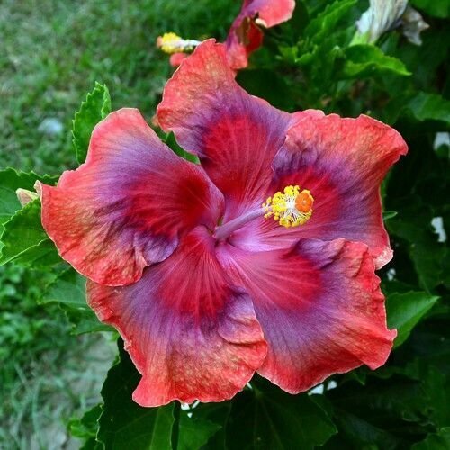 20 Seeds Red Orange Pink Hibiscus Seeds Flowers Flower Seed Perennial Bloom (Seeds)