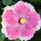 20 Seeds White Light Pink Seeds Flowers Flower Seed Perennial Bloom (Seeds)