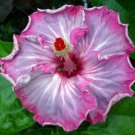 20 Seeds Pink White Gray Seeds Flowers Flower Seed Perennial Bloom (Seeds)