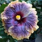 20 Seeds Purple Yellow Hibiscus Seeds Flowers Flower Seed Perennial Bloom (Seeds)