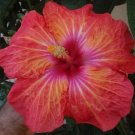 20 Seeds Pink Orange Red Hibiscus Seeds Flowers Flower Seed Perennial Bloom (Seeds)