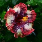 20 Seeds Cream Pink Hibiscus Seeds Flowers Flower Seed Perennial Bloom (Seeds)