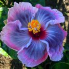 20 Seeds Gray Pink Purple Hibiscus Seeds Flowers Flower Seed Perennial Bloom (Seeds)