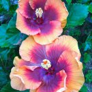 20 Seeds Yellow Pink Purple Hibiscus Seeds Flowers Flower Seed Perennial Bloom (Seeds)