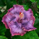 20 Seeds Purple Pink Hibiscus Seeds Flowers Flower Seed Perennial Bloom (Seeds)
