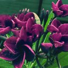5 Seeds Dark Purple Plumeria Seeds Plants Flower Flowers Perennial (Seeds)