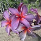 5 Seeds Purple Red Plumeria Seeds Plants Flower Flowers Perennial (Seeds)
