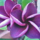5 Seeds Purple Plumeria Seeds Plants Flower Flowers Perennial (Seeds)