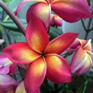 5 Seeds Bright Pink Orange Plumeria Seeds Plants Flower Flowers Perennial (Seeds)