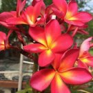 5 Seeds Pink Yellow Plumeria Seeds Plants Flower Flowers Perennial (Seeds)