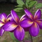 5 Seeds Purple Yellow Plumeria Seeds Plants Flower Flowers Perennial (Seeds)