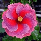 20 Seeds Pink Purple Hibiscus Seeds Flowers Flower Seed Perennial Bloom (Seeds)